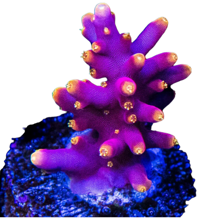 WWC-Little-Red-Ferrari-Acropora-04-Photoroom