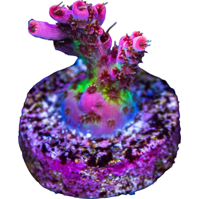 WWC_Pink_Passion_Acropora_3-Photoroom